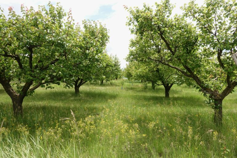 jogsplash-Px65uqp45vA-unsplash