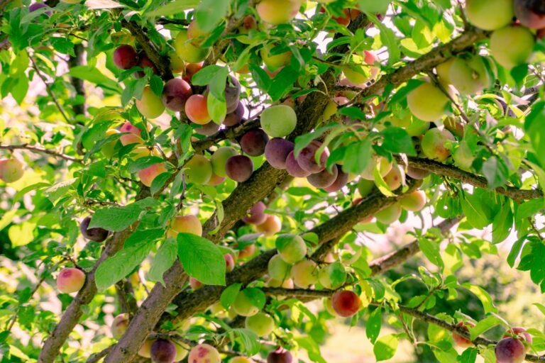 zulfugar-karimov-pHxn57rc39Q-unsplash